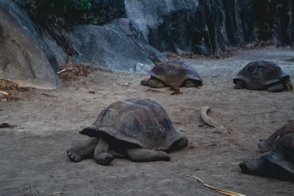 Les tortues géantes de la digue