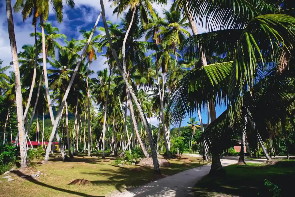 Des palmiers à perte de vue