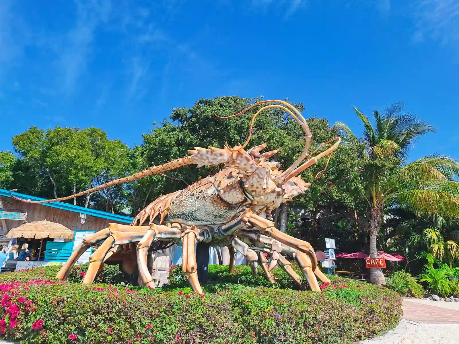 Le Homard géant des Keys en floride