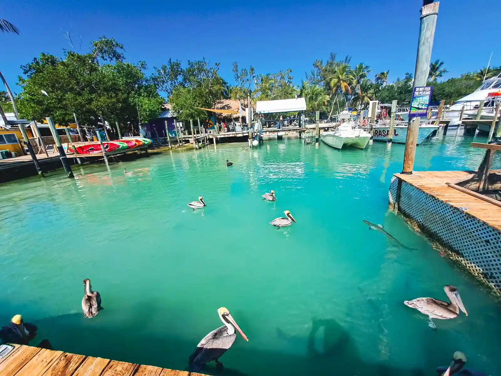 Les pélicans peu farouches